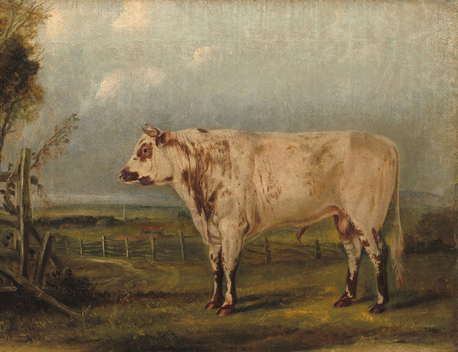 Young Bull 36x48 Gallery Wrapped Hand Embellished Giclee Canvas