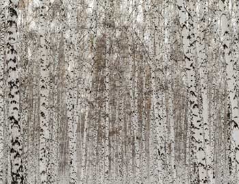 Giclee Tall Gray Trees Giclee