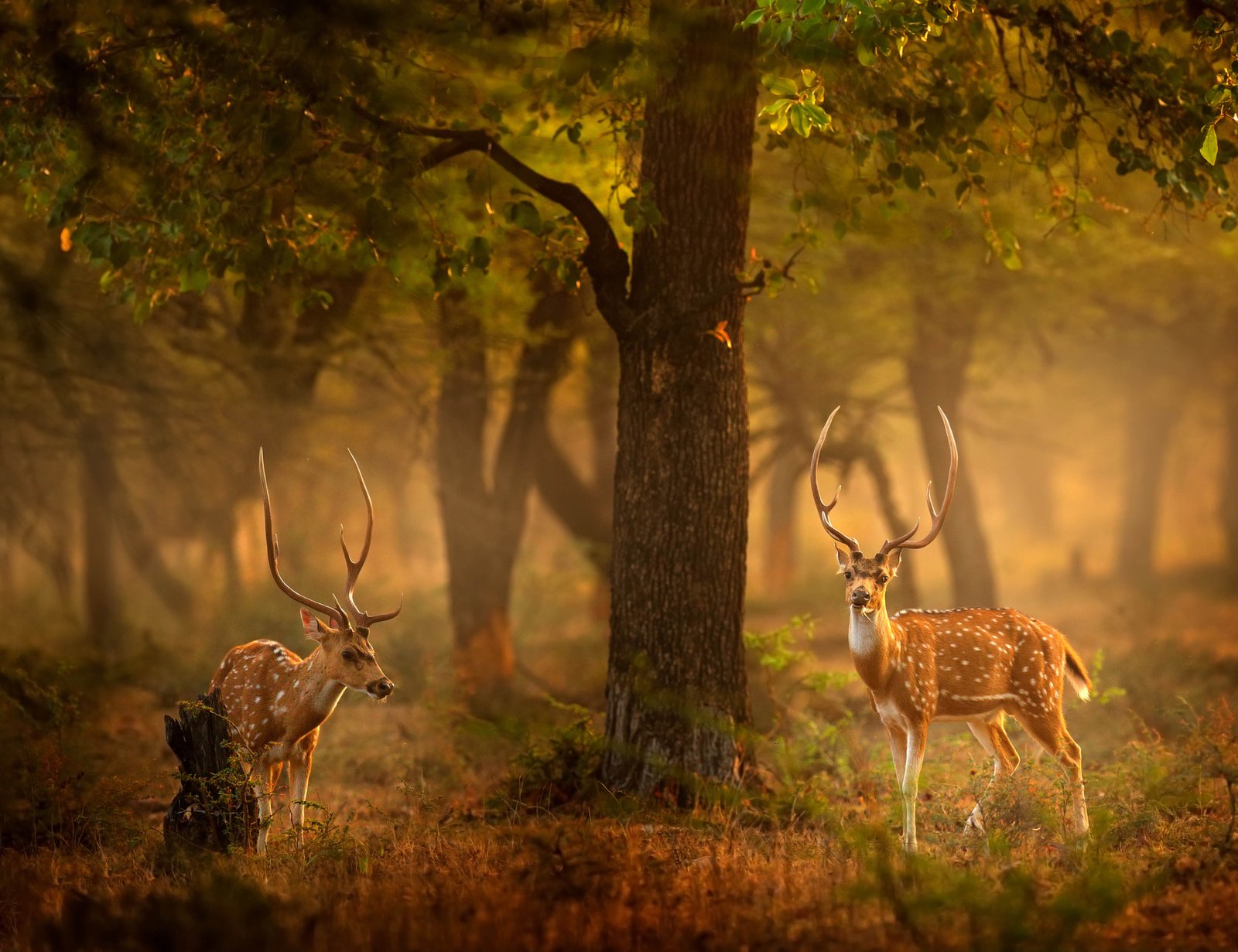 Deers at Dawn 36x48 Gallery Wrapped Hand Embellished Giclee Canvas