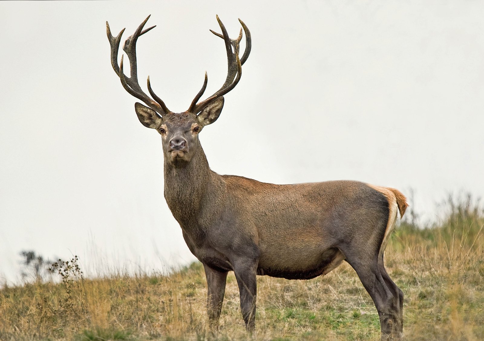 Stag in the Wild 36x48 Gallery Wrapped Hand Embellished Giclee Canvas
