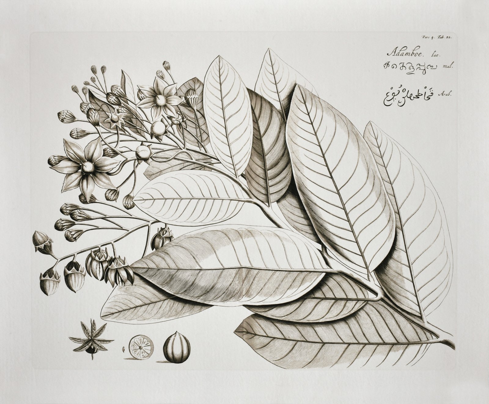 Vintage Botanical II 36x48 Gallery Wrapped Hand Embellished Giclee Canvas