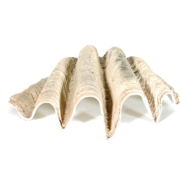 Large Sea Shell