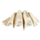 Large Sea Shell