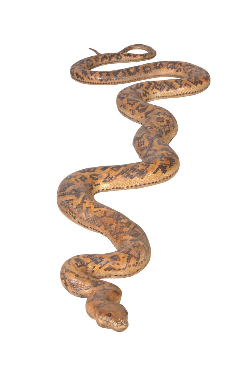 Python Snake 99.5" Long Room Scene