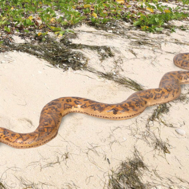 Python Snake 99.5" Long