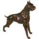 Boxer Dog Standing