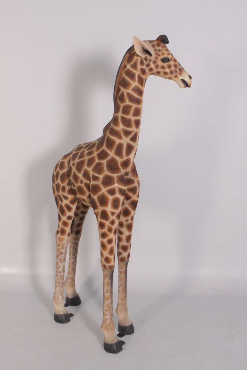 Baby Giraffe Close Up Image