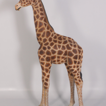 Baby Giraffe