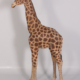 Baby Giraffe