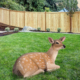 Fallow Deer  Fawn Lying Down