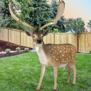 Fallow Deer Buck