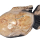Mountain Studios Petrified Wood Fish 21 Inch Authentic Specimen