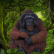 Sitting Orangutan