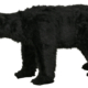 North American Black Bear Walking Statue with Faux Fur 59L