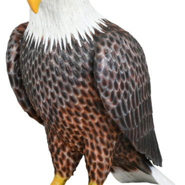 American Bald Eagle 40 inches