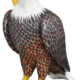 American Bald Eagle 40 inches