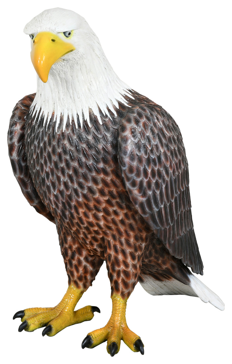 American Bald Eagle 40 inches
