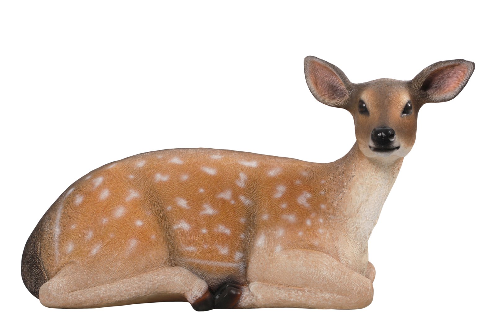 Fallow Deer Fawn Lying Down - Image 2