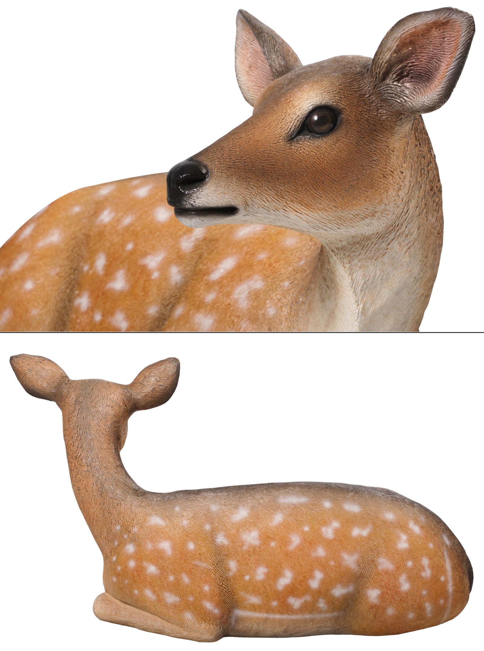 Fallow Deer Fawn Lying Down - Image 4